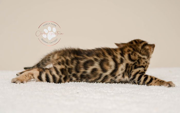 Bengal kitten for sale